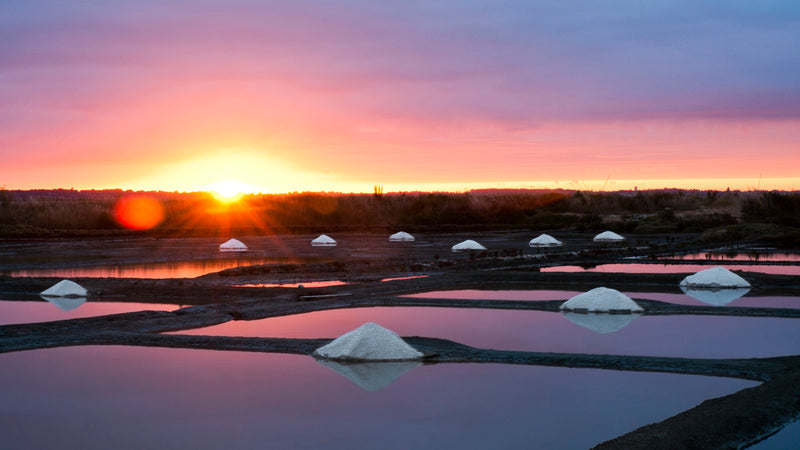 French Grey Sea Salt harvest